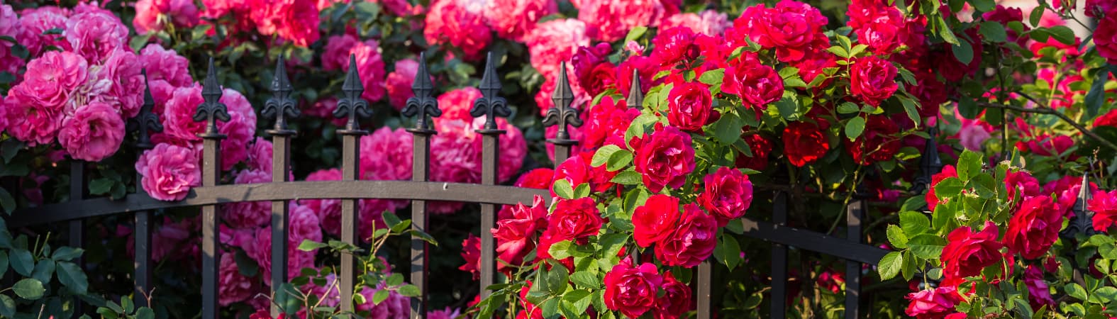How to refresh your gate and garden in time for spring